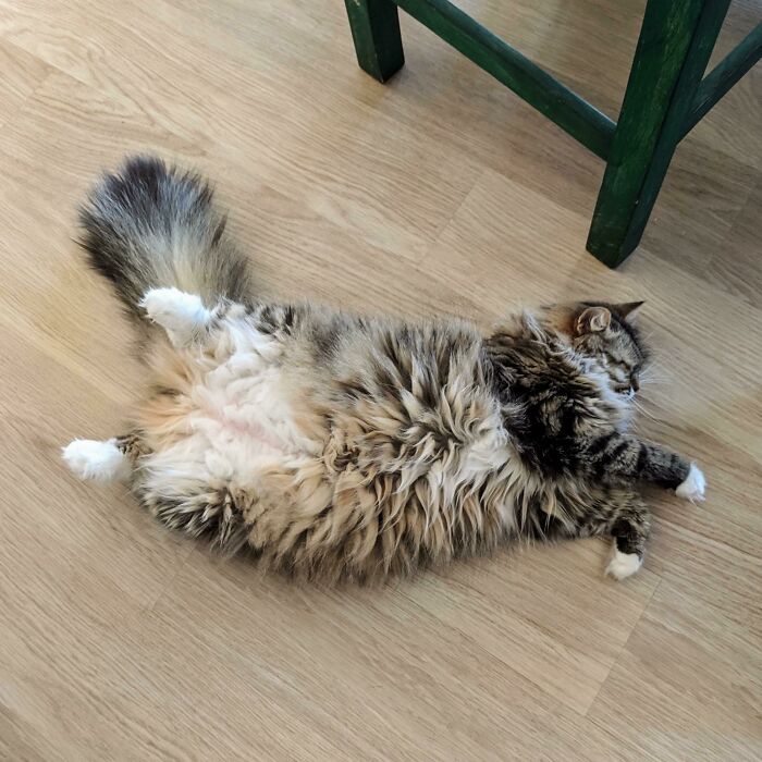 How Brown Cat Stays Cool: The Ultimate Belly Chill