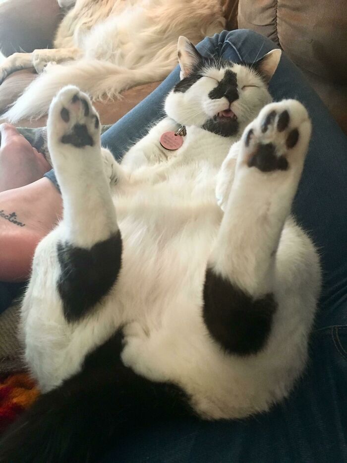 The Greatest Cat Belly Ever Personally Known to Me