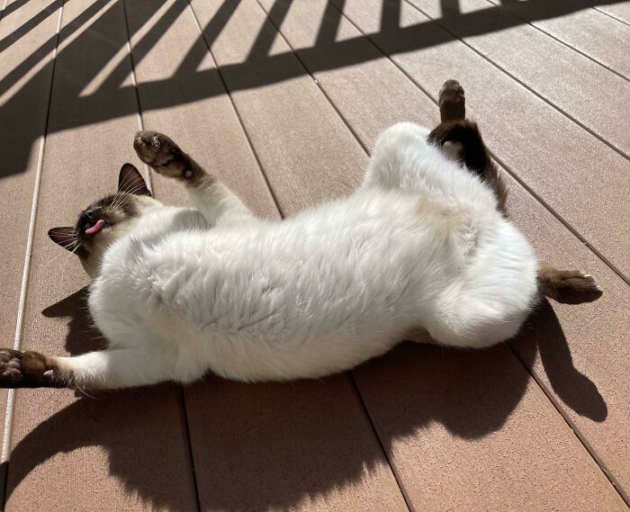 Birdie Lounging and Collecting Sunny Day Belly Rolls