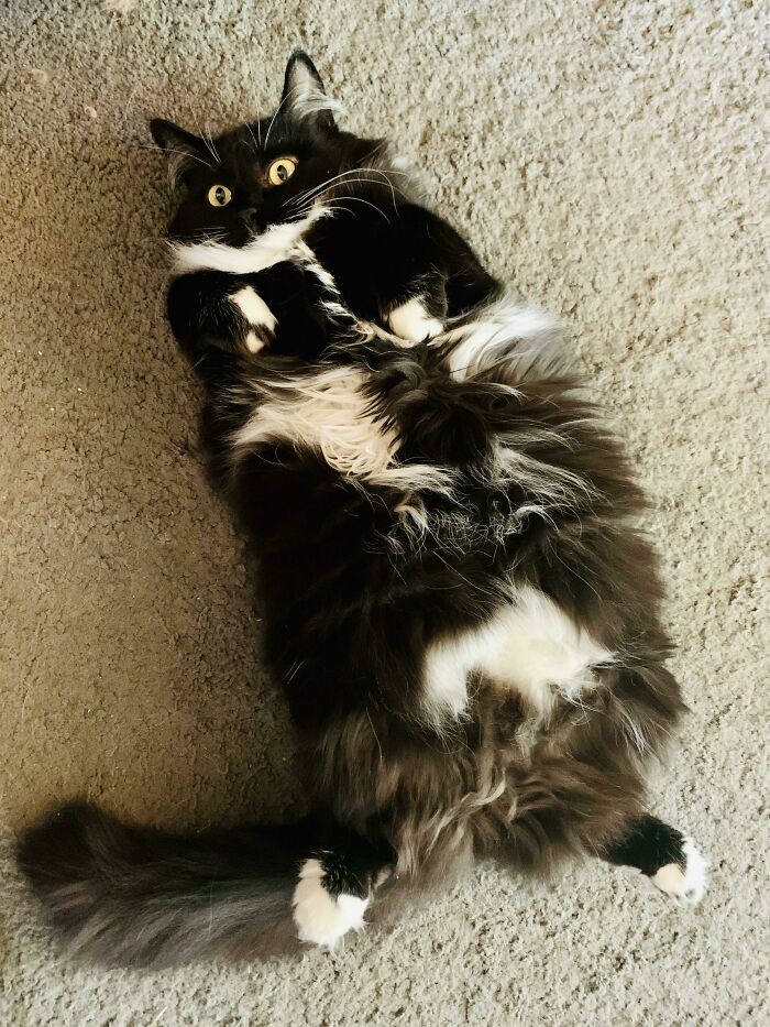 Celeste’s Whoa-So-Floofy Belly!