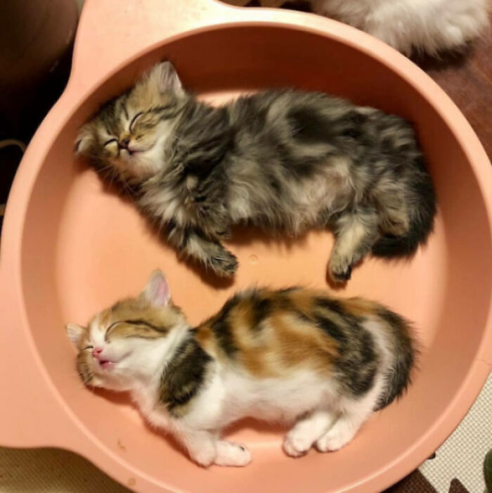 Smol Bellies = Maximum Cuteness Overload