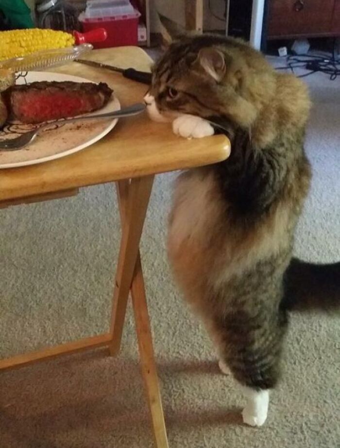 This Cat’s Belly Is Just Wow