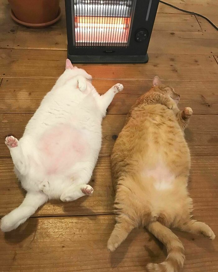 It’s Their Official Relaxing Hour!!