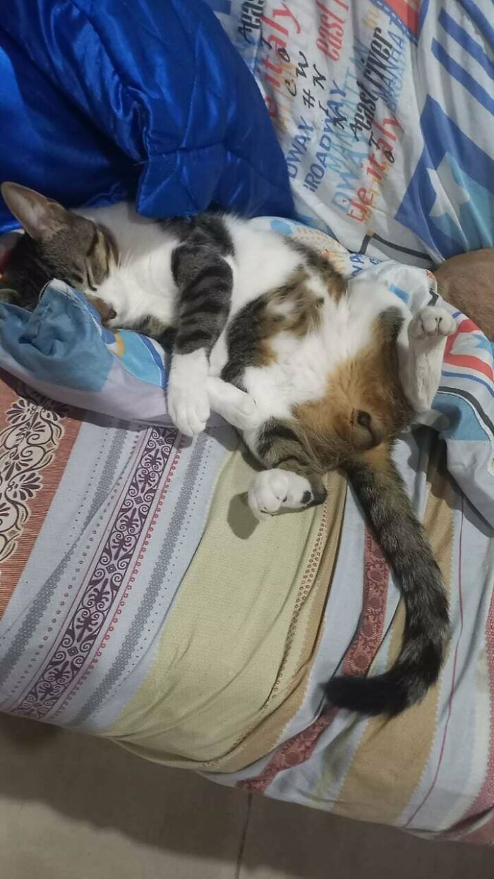 Spot on the Tummy? So Cute It Hurts