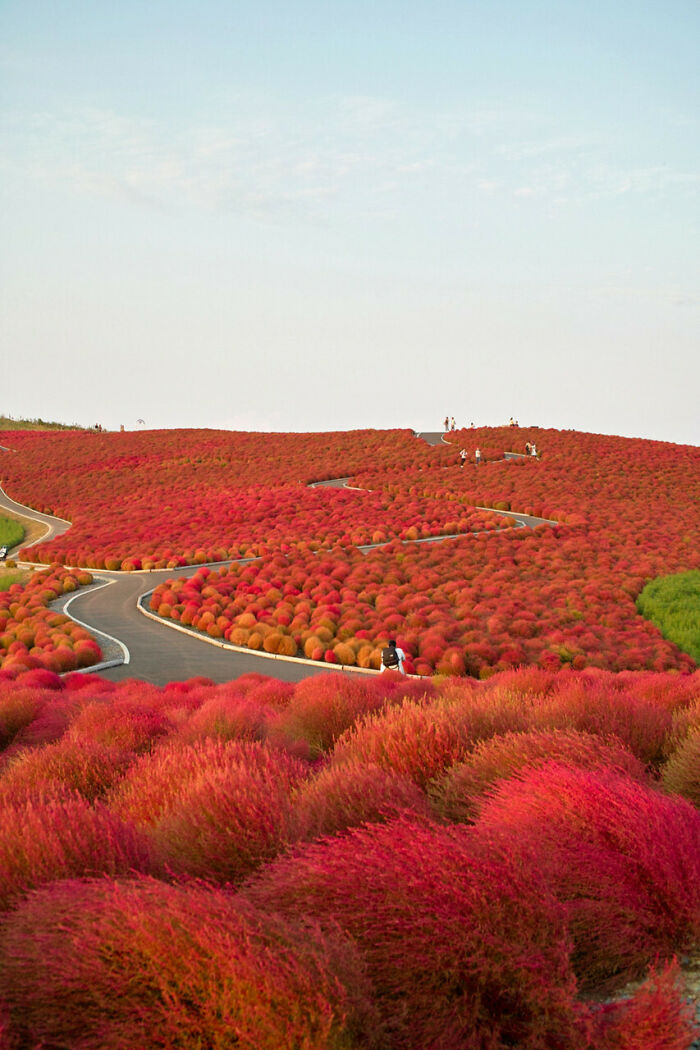Japan’s Hitachi Seaside Park Gets a Fall Makeover