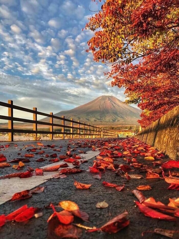 Mt. Fuji Throwing on Autumn Colors