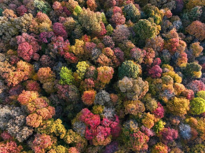 Fall Colors From the Sky in Southern Indiana