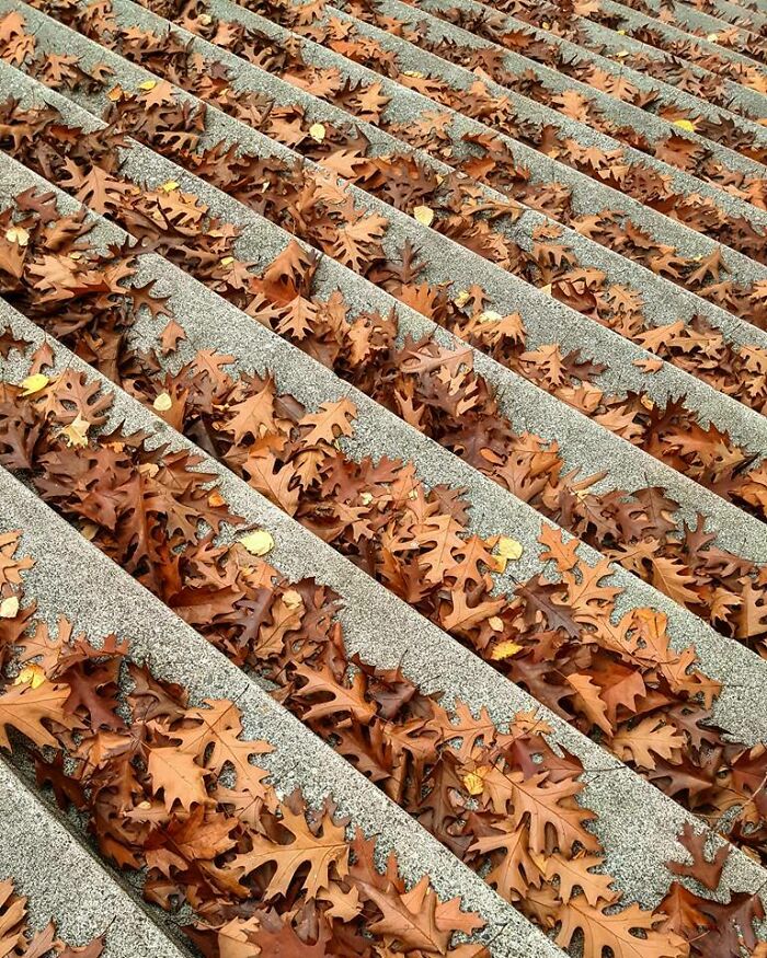 Close-Up of Autumn Leaves Doing Their Thing