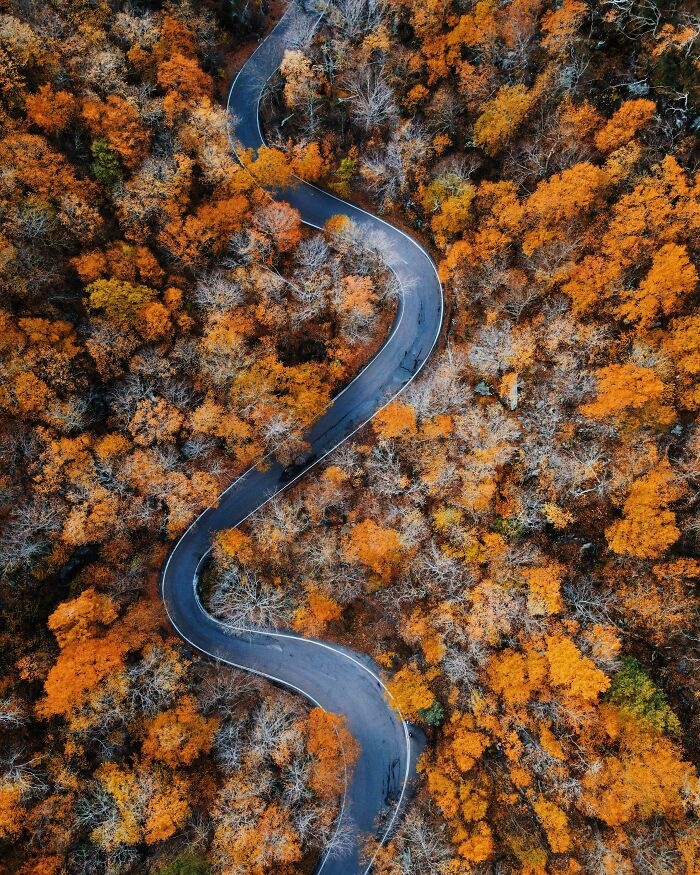 A Winding Road Wearing Autumn Colors