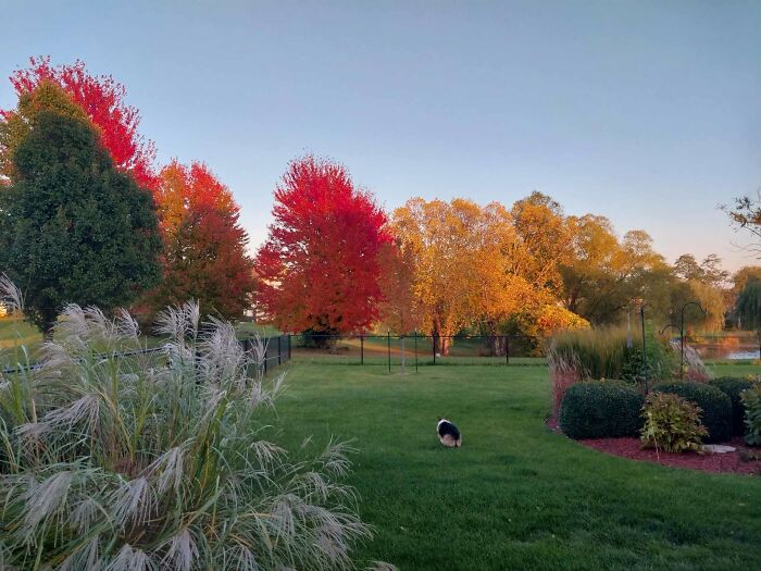 Iowa Backyard Getting All Majestic and Autumn-y