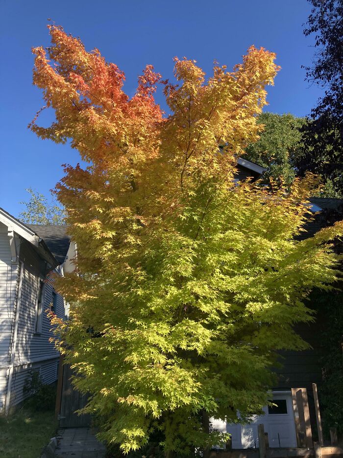 Multi-Color Tree Saying Hello Autumn in Seattle