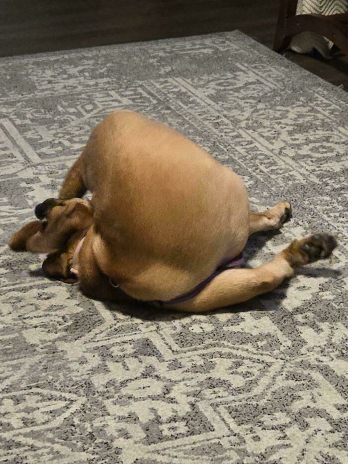 Look At What My Dog Did