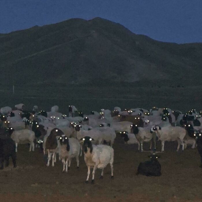 Caught A Funky Sheep Photo At Dusk
