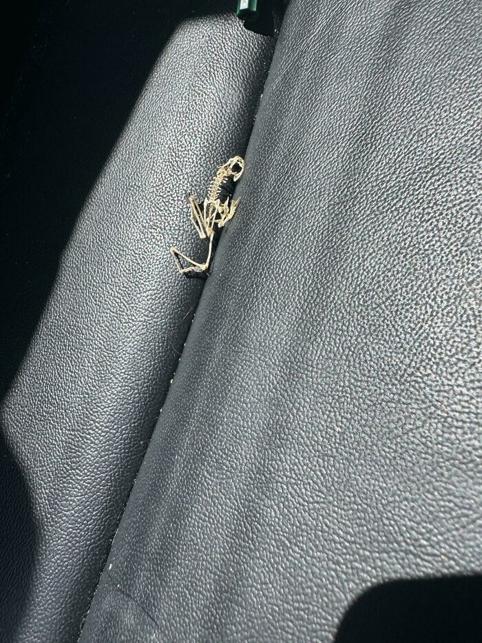 Found A Skeleton In My Car! What Even?