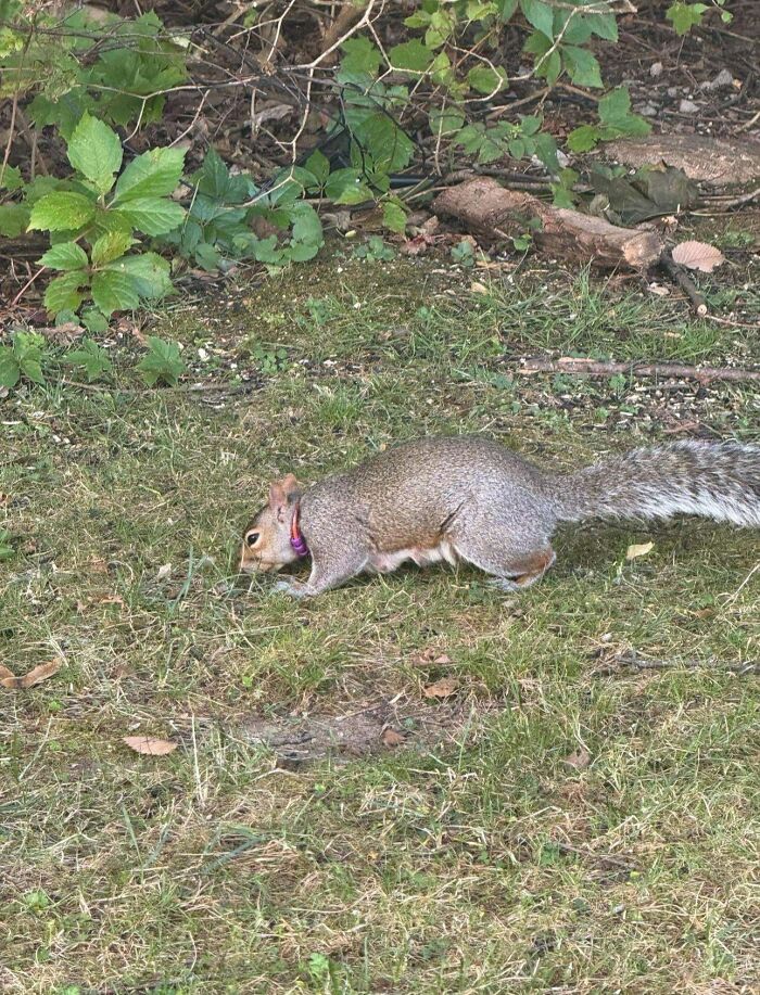 Squirrel With A Collar? Is It Domestic or Just Fancy?