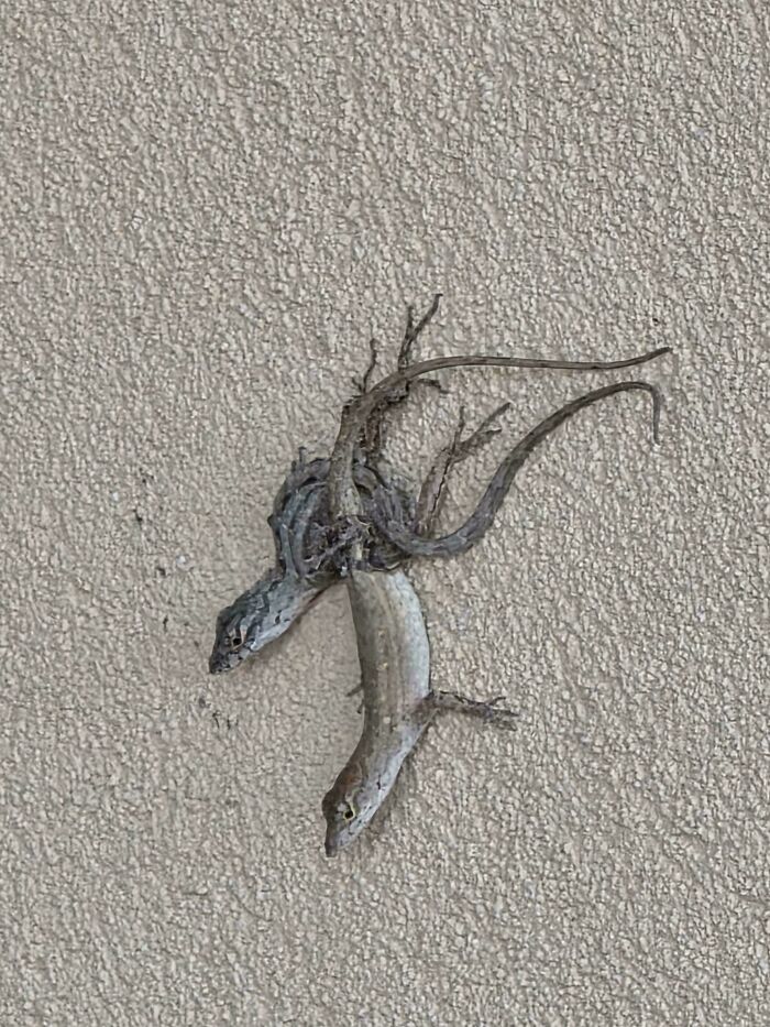 Two Lizards Look Like They’re Plotting Something