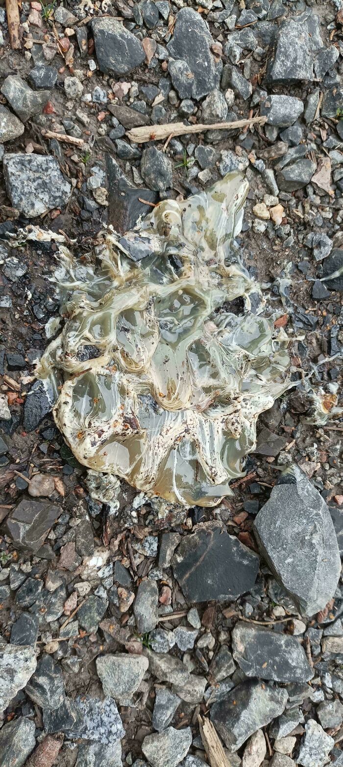 What’s This Slimy Stuff I Found? Gross Or Just Weird?