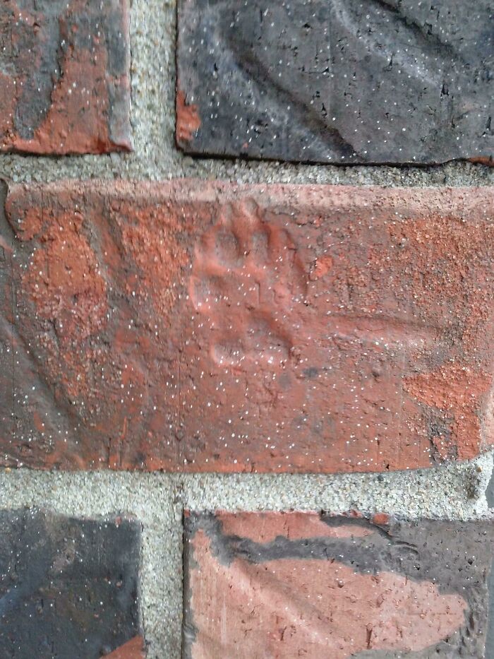Spotted A Paw Print In The Brickwork—How Cute!