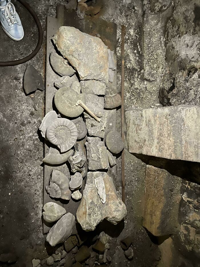 Dinosaur Bone Found In Basement Of Friend’s 15th Century House