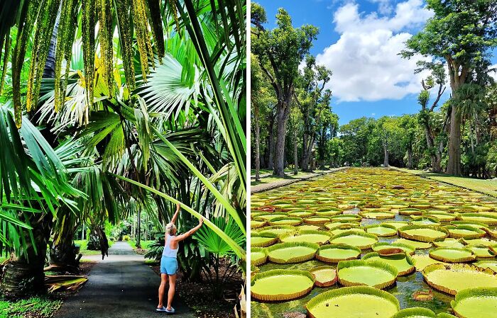 Mauritius National Botanical Garden - Pamplemousses, Mauritius