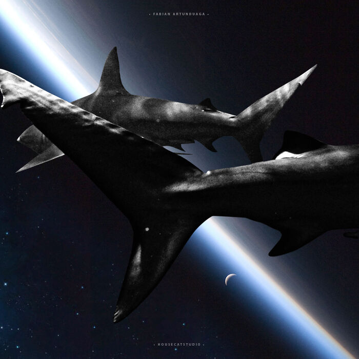 40 Wild Nature Collages That'll Make You Say "Wait, What?"