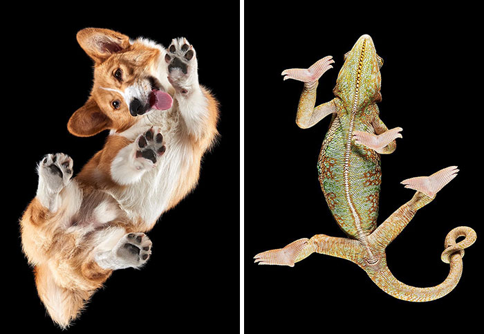 Peek-A-Boo! A Hilarious Look at Animals From Down Under