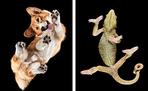 Peek-A-Boo! A Hilarious Look at Animals From Down Under