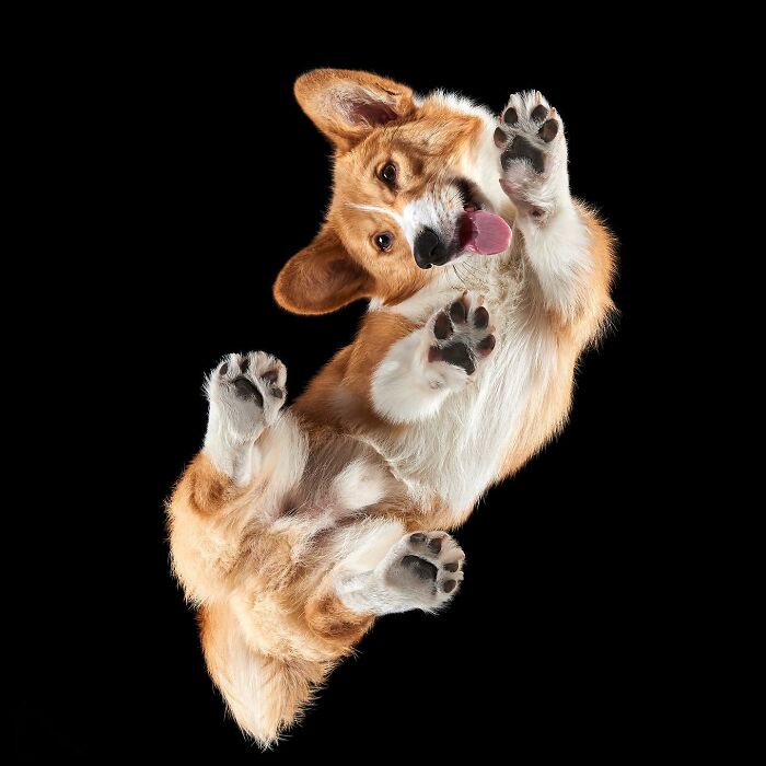 Peek-A-Boo! A Hilarious Look at Animals From Down Under