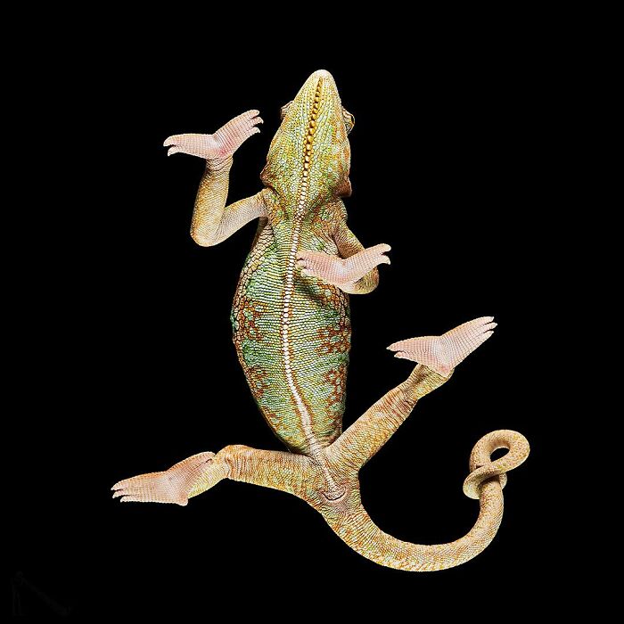 Peek-A-Boo! A Hilarious Look at Animals From Down Under