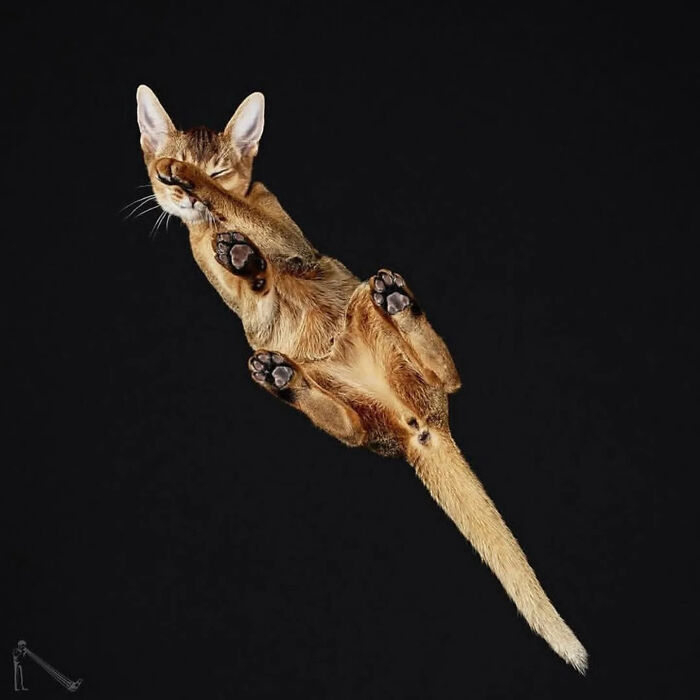 Peek-A-Boo! A Hilarious Look at Animals From Down Under