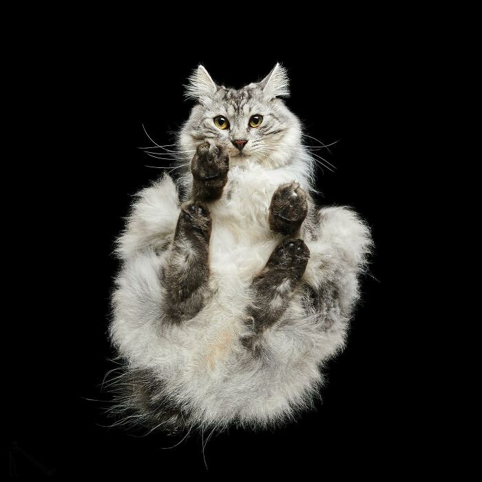 Peek-A-Boo! A Hilarious Look at Animals From Down Under