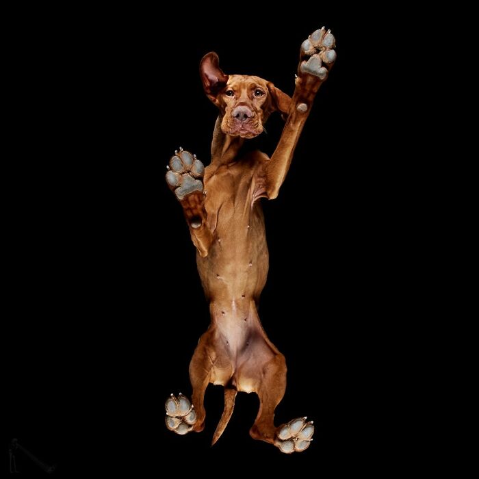 Peek-A-Boo! A Hilarious Look at Animals From Down Under