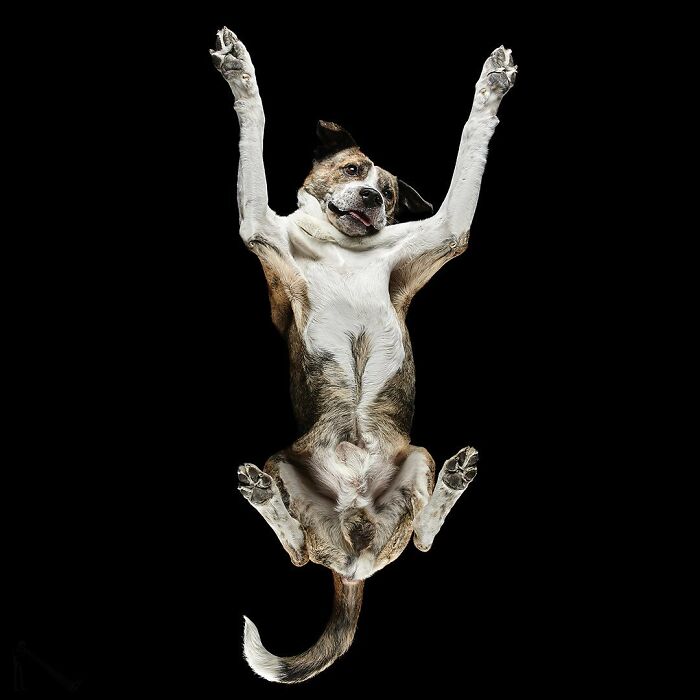 Peek-A-Boo! A Hilarious Look at Animals From Down Under