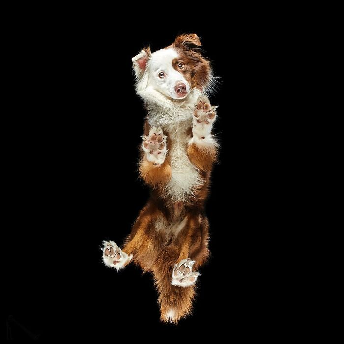 Peek-A-Boo! A Hilarious Look at Animals From Down Under