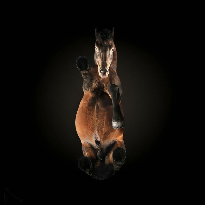 Peek-A-Boo! A Hilarious Look at Animals From Down Under