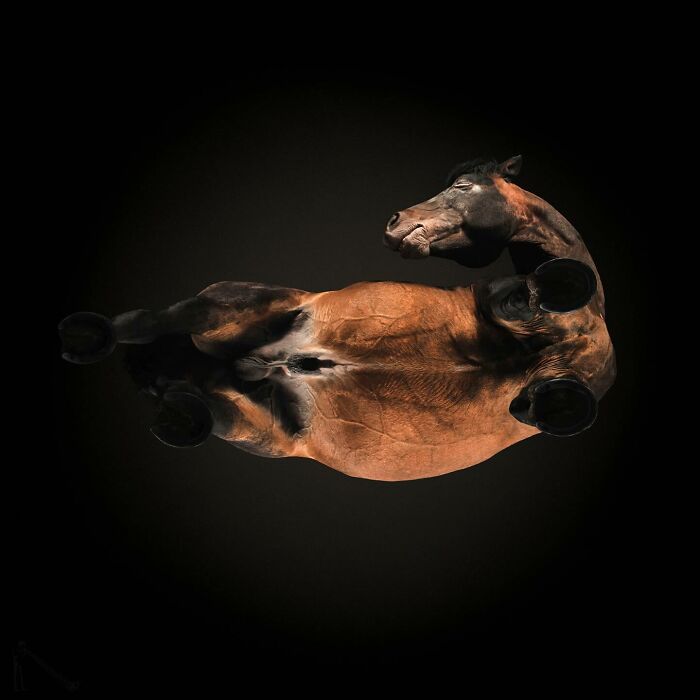 Peek-A-Boo! A Hilarious Look at Animals From Down Under