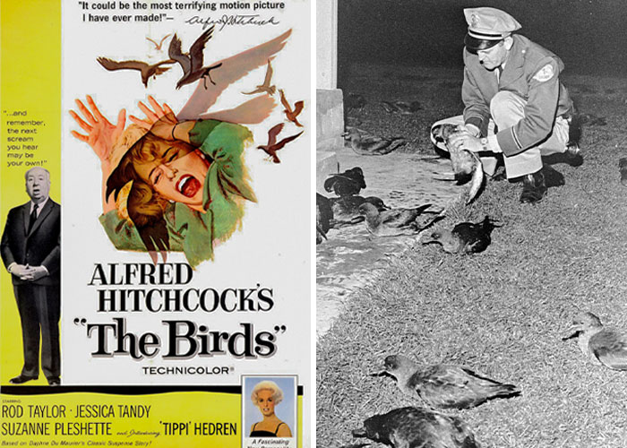 The Birds (1963)