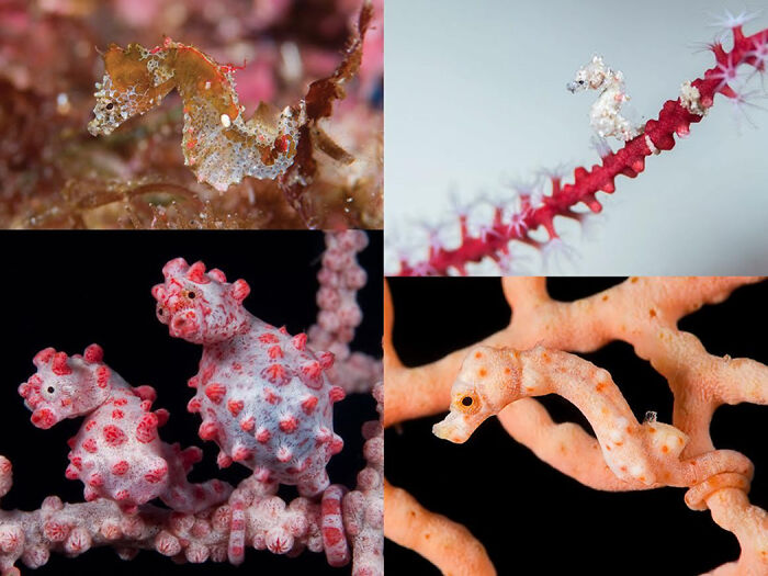 Denise’s Pygmy Seahorse: The Underwater Ninja
