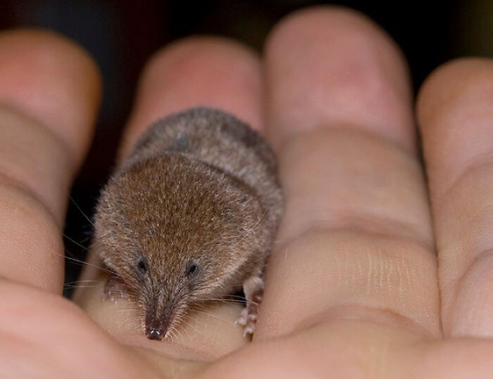 Etruscan Pygmy Shrew: Speed Demon on Tiny Legs