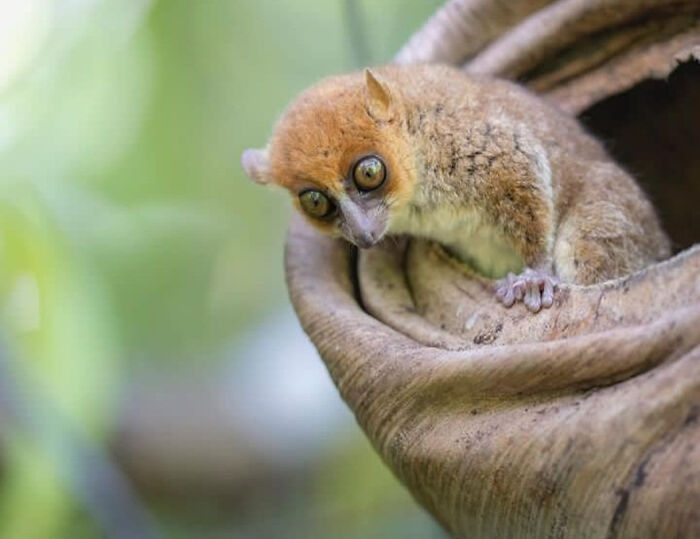 Mouse Lemur: The Pocket-Sized Primate Party Animal