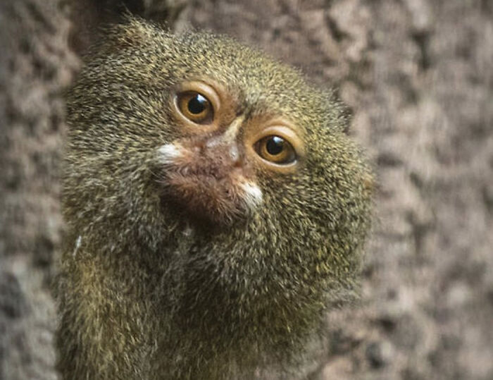 Pygmy Marmoset: The Tree-Dwelling Finger Monkey