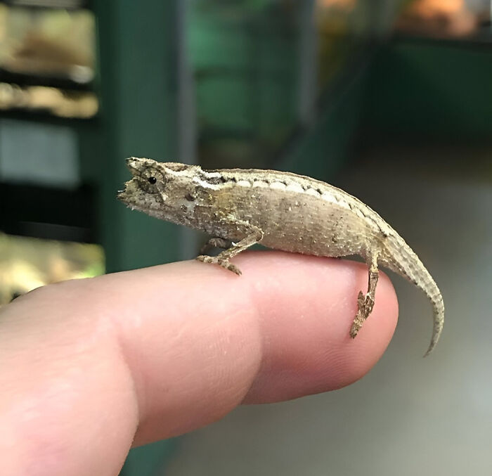 Brookesia Nana: The Seed-Sized Chameleon