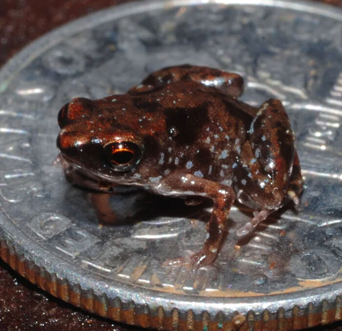 Paedophryne Amauensis: The Pencil Eraser Frog