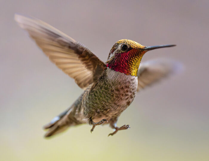 Bee Hummingbird: The Pocket Rocket Bird