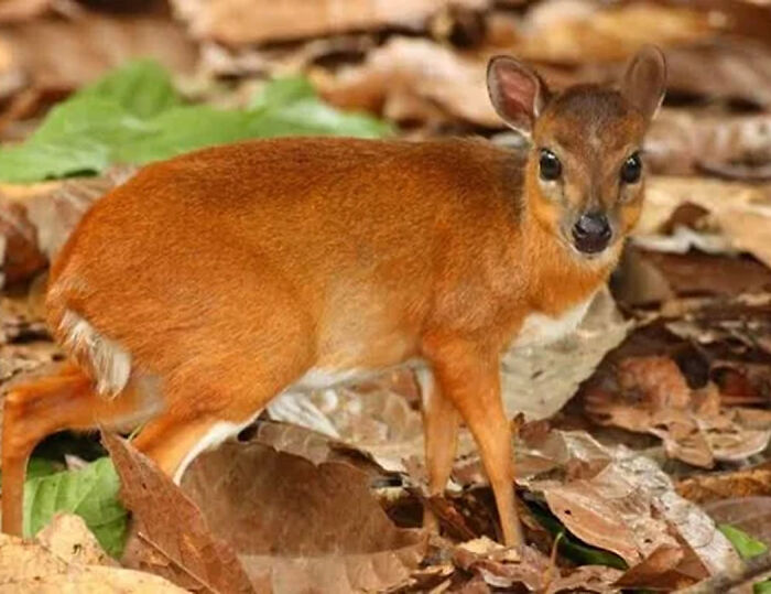 Royal Antelope: The Leaping Little Monarch