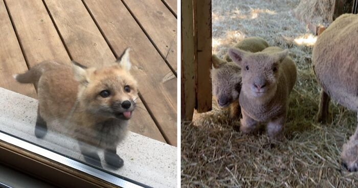 Wait, These Baby Animals Might Just Break Your Brain With Cuteness!