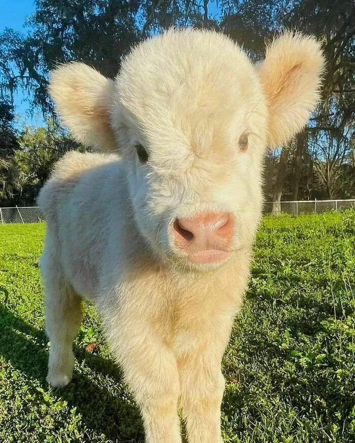 Say Moo to This Chunky Baby Cow