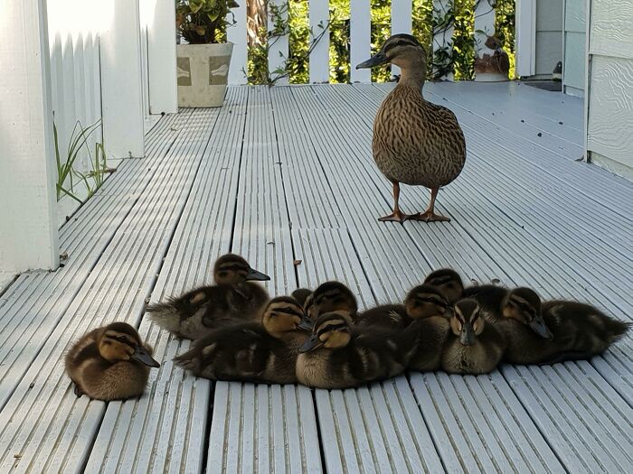 Duck Mom’s Porch Visits Turned Into Baby Watching Sessions