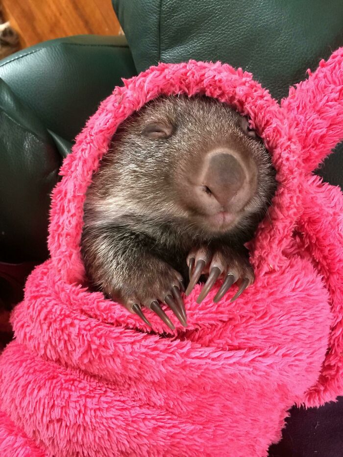 The Happiest Sleeping Baby Wombat Ever