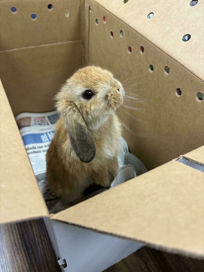 Shelter Bunny Stealing Hearts Left and Right